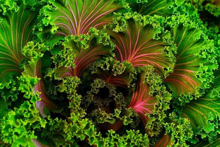 Healthy Curly Kale
