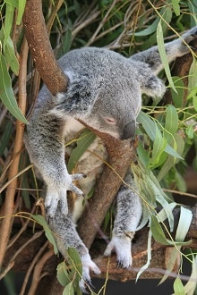 Koala Sleeping on Branch