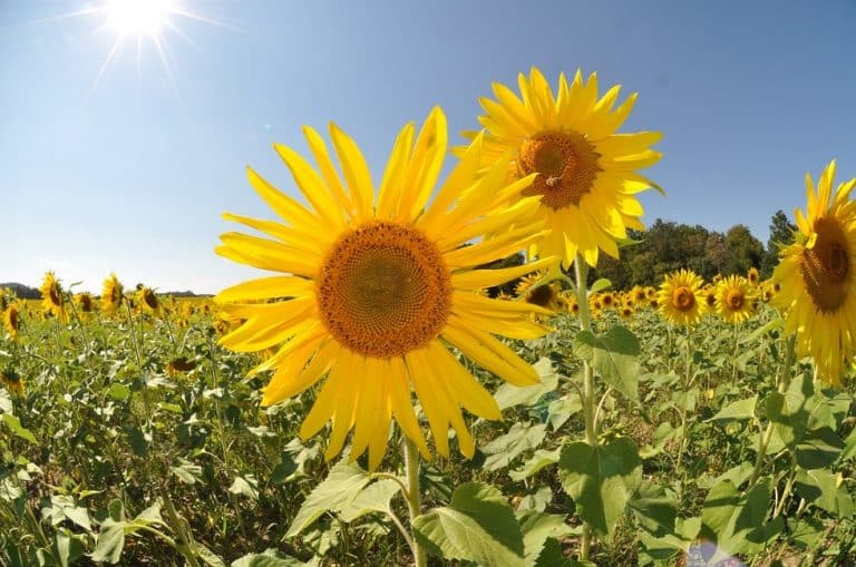 Sunflower Field under the Summer Sun